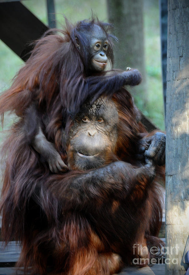 Orangutan Mom and Baby  Photograph by Savannah Gibbs