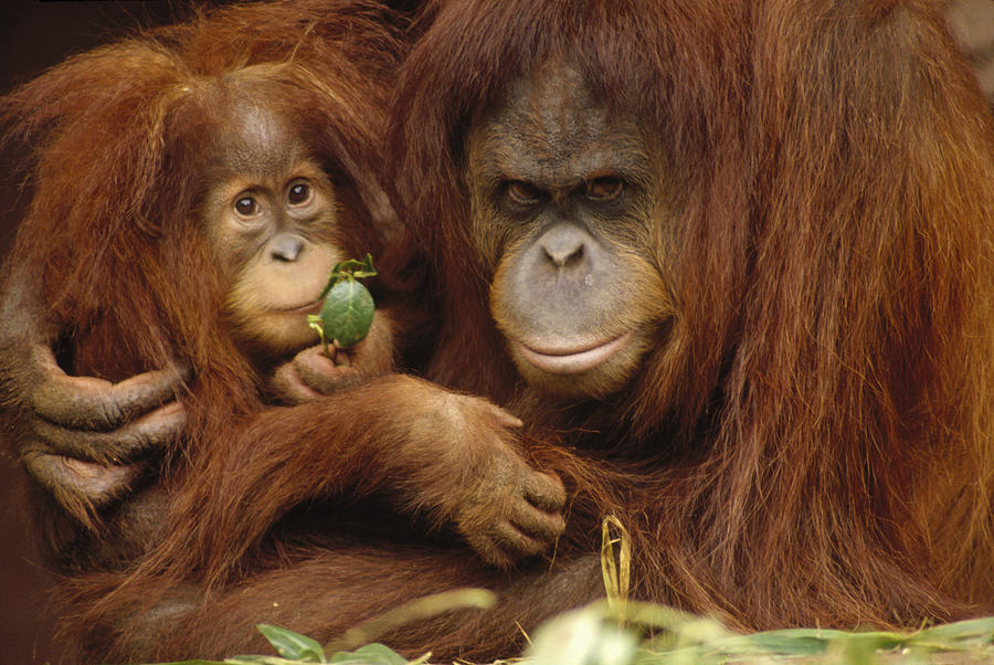  Orangutan Mother and Baby  Photograph by Gerry Ellis