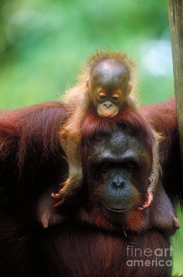 Orangutan Mother And Young Photograph by Art Wolfe