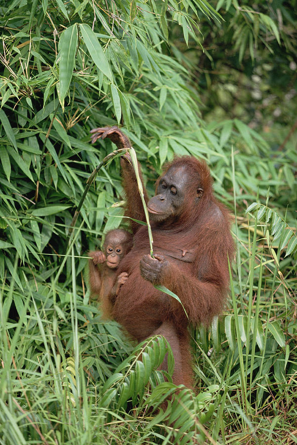 Orangutan Mother With Baby Borneo Photograph by Konrad Wothe