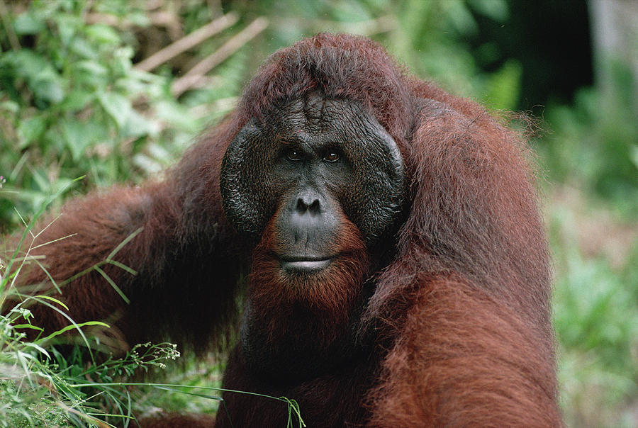 Orangutan Old Male Borneo Photograph by Konrad Wothe