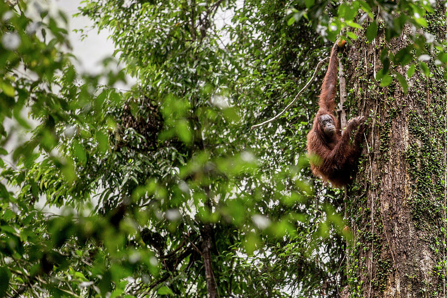 Orangutan On Tree Seen Through Foliage Photograph by James Morgan Orangutan On Tree Seen Through Foliage Photograph by James Morgan