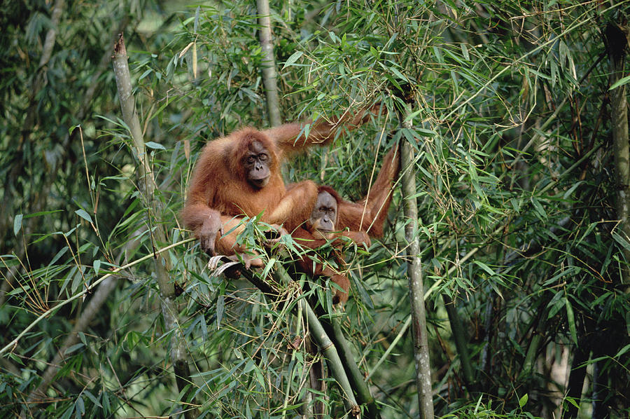 Orangutan Pair Sumatra Photograph by Konrad Wothe
