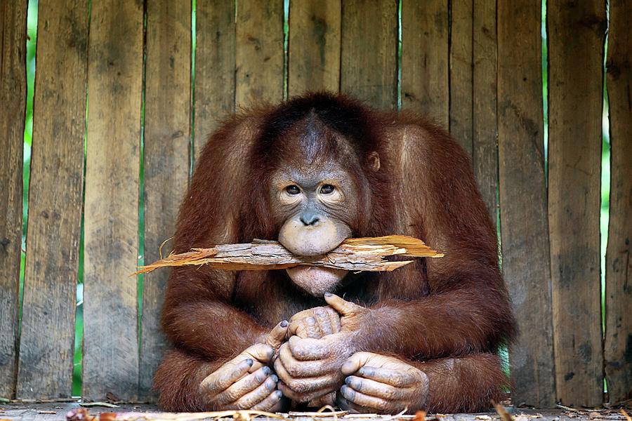 Orangutan Photograph by Pan Xunbin