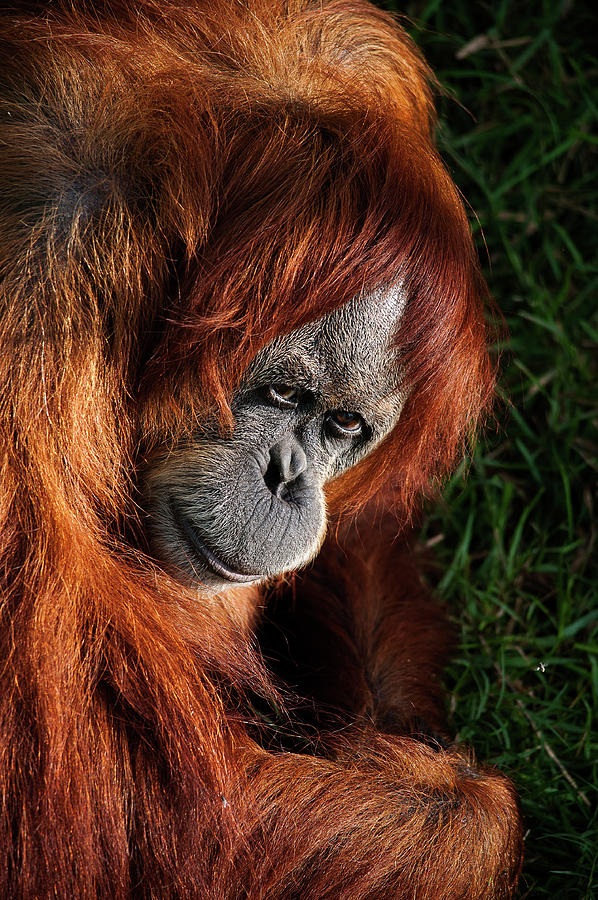 Orangutan Photograph by Photographed By Michael Williams