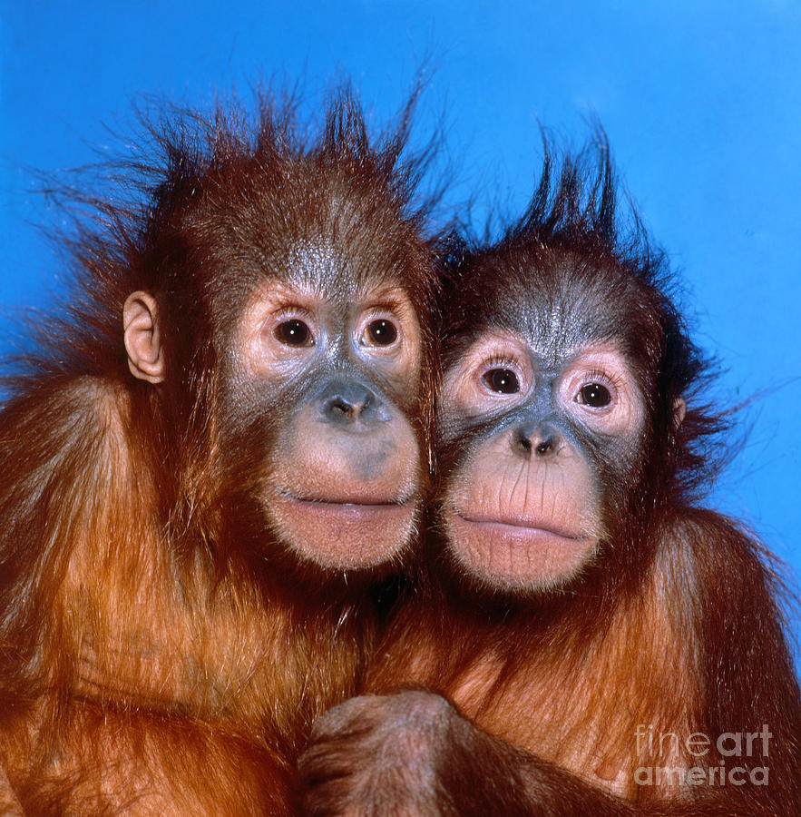 Orangutan Pongo Pygmaeus Babies Photograph by Toni Angermayer