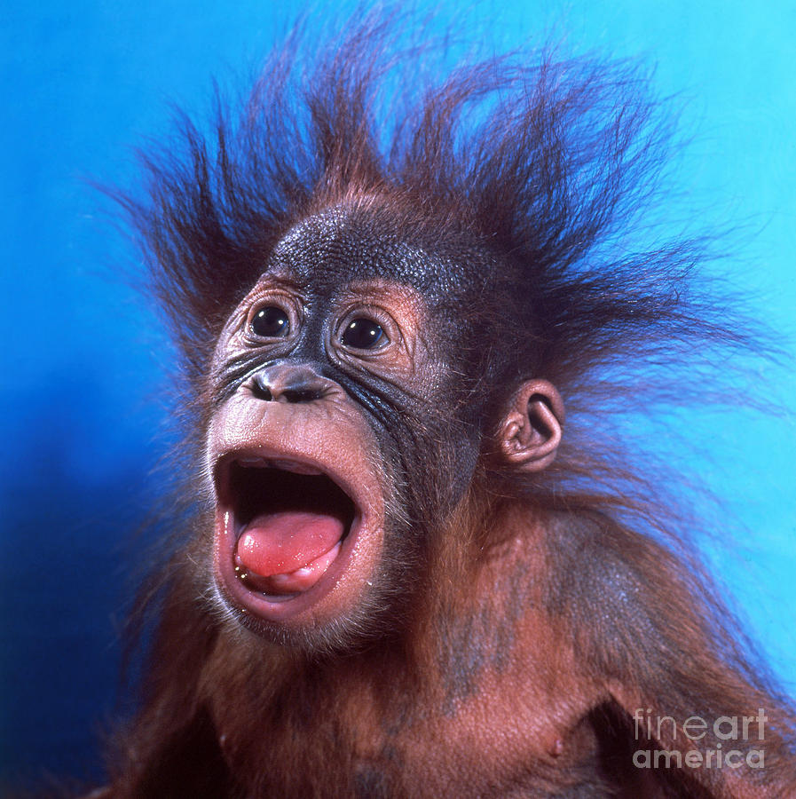 Orangutan Pongo Pygmaeus Baby Photograph by Toni Angermayer