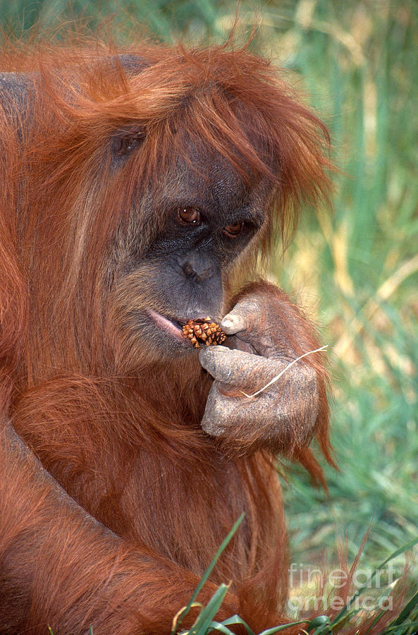 Animal Photograph - Orangutan Pongo Pygmaeus Eating by George D Lepp