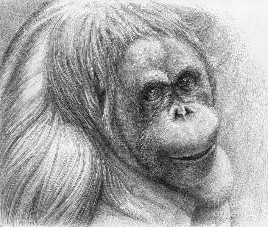 Orangutan - Pongo pygmaeus Drawing by Svetlana Ledneva-Schukina