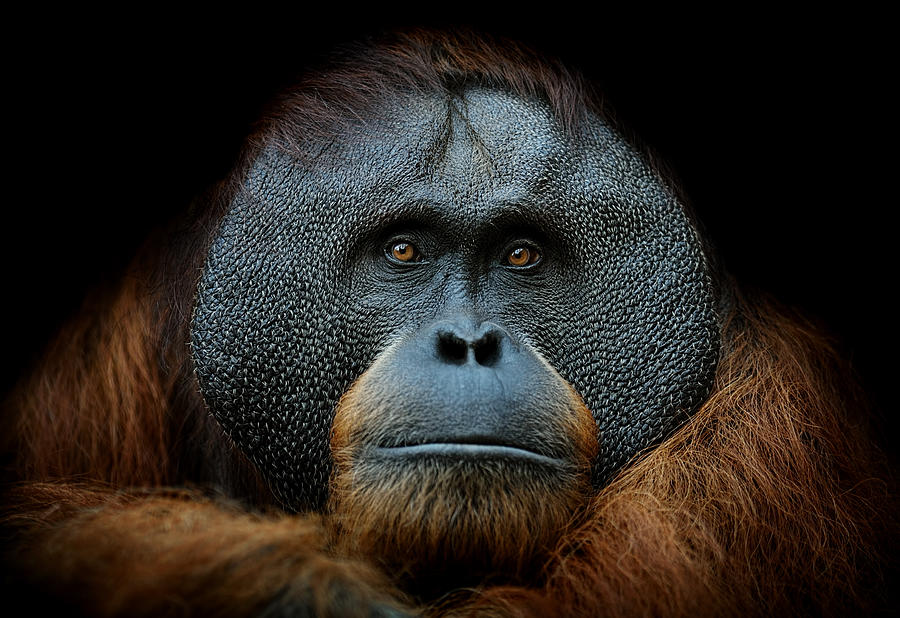 Orangutan Portrait Photograph by Freder