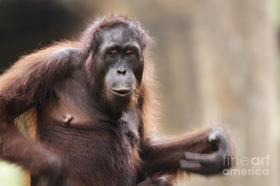Portrait Photograph - Orangutan by Richard Garvey-Williams