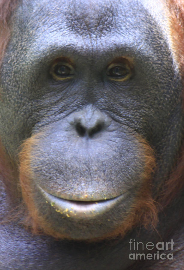 Orangutan Photograph by Richard Lynch
