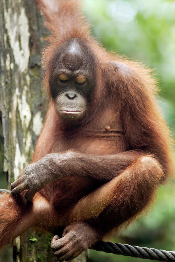  Orangutan  Sleeping  Photograph by Sinclair Stammers science 