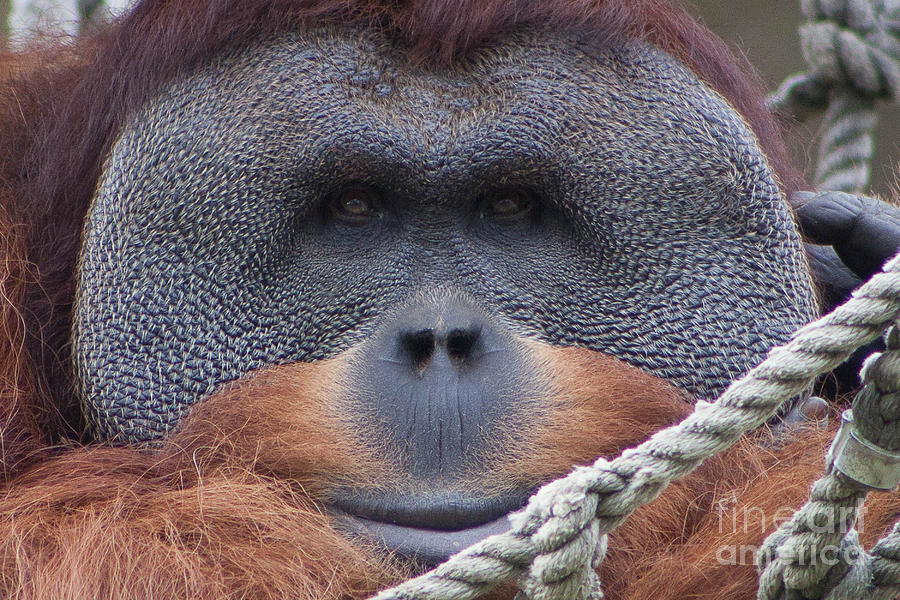 Orangutan Smile Photograph by Kimberly Blom-Roemer