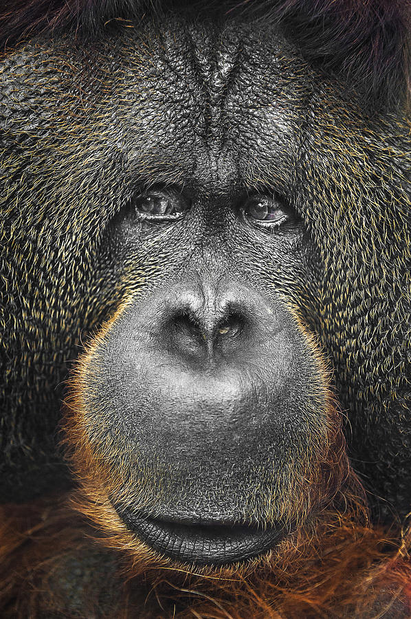 Nature Photograph - Orangutan by Svetlana Sewell