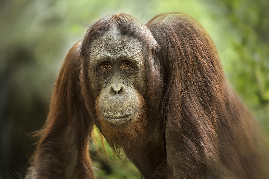 Jungle Photograph - Orangutan by Linda D Lester