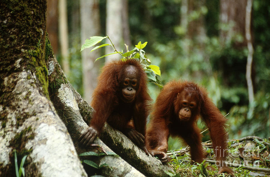 Orangutan Photograph - Orangutans by Art Wolfe