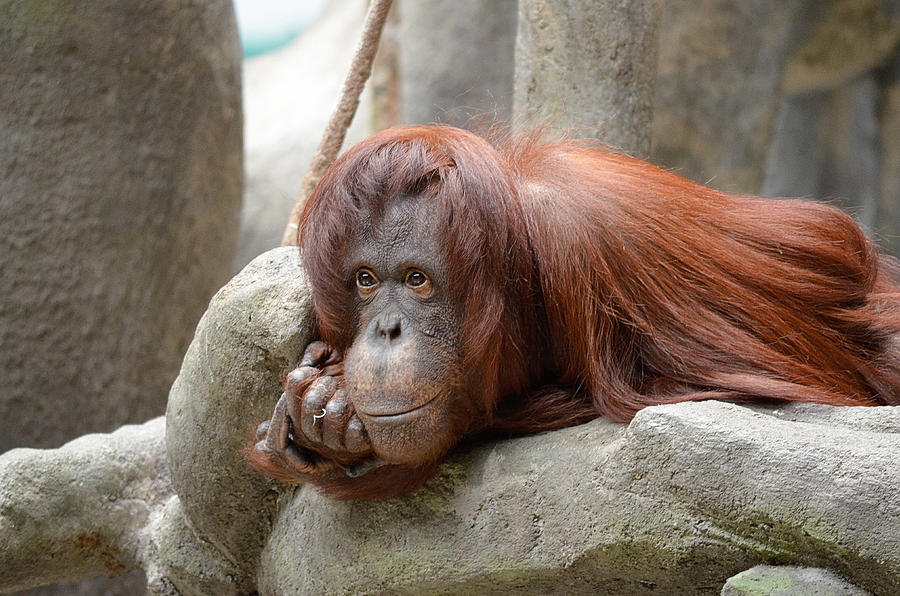Orangutans Day Photograph by Julie Palencia