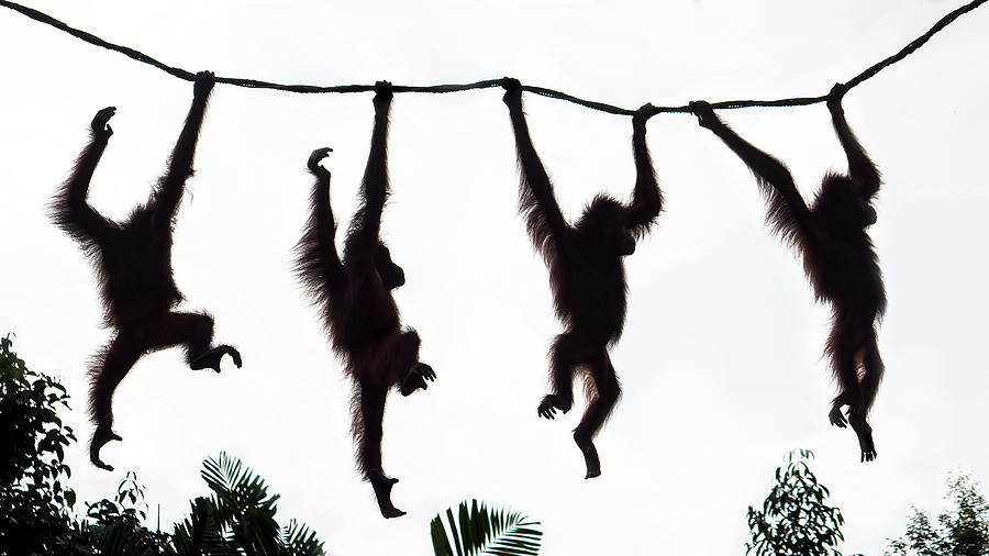 Orangutans having fun Photograph by Amith Nag Photography