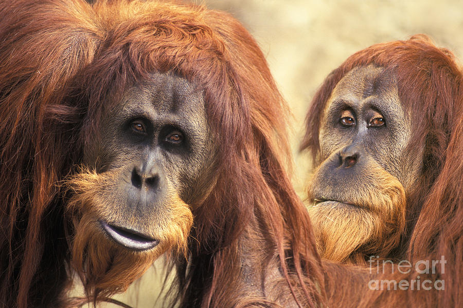 Orangutans Photograph by Ron Sanford