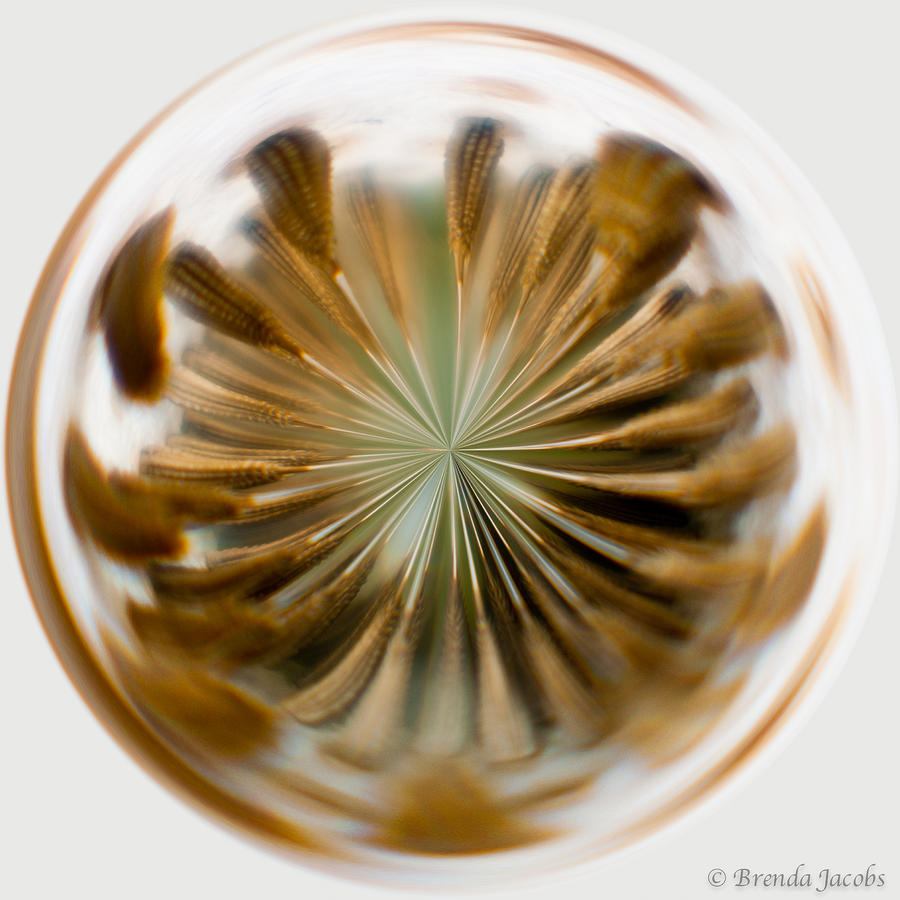 Orb Image of a Dandelion Photograph by Brenda Jacobs