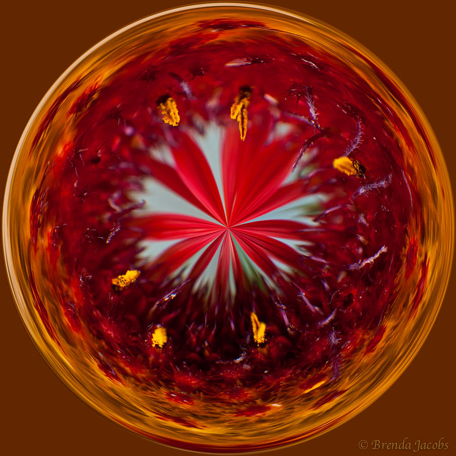 Orb Image of a Gaillardia Photograph by Brenda Jacobs