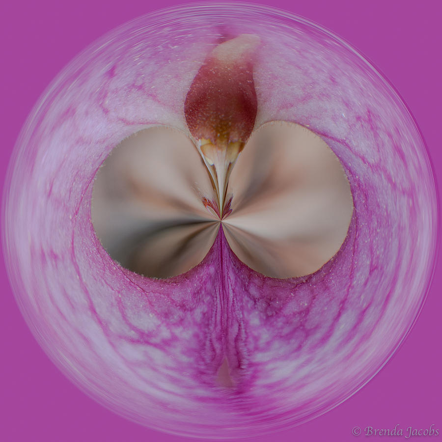 Orb Image of a Ladyslipper Photograph by Brenda Jacobs