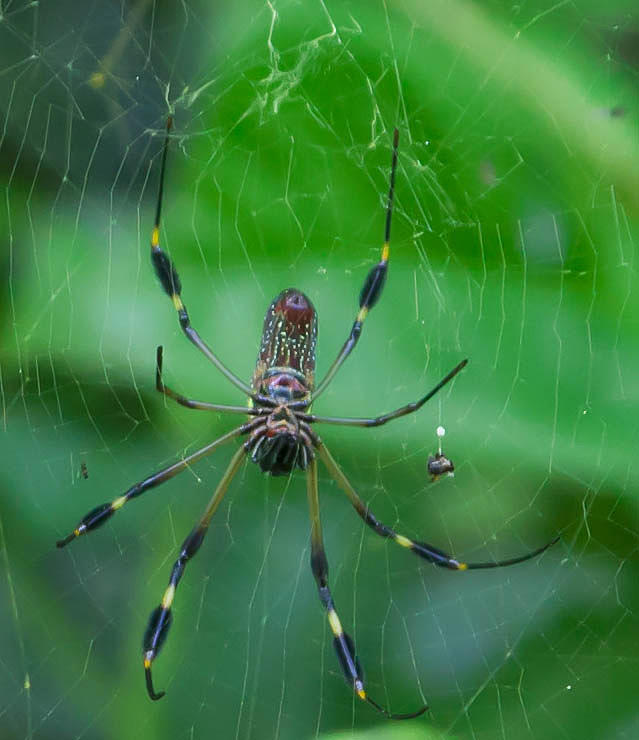 Orb Spider in Costa Rica Photograph by Natural Focal Point Photography