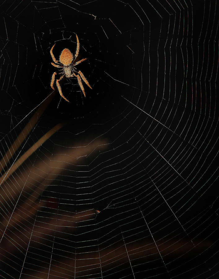 Orb Spider Photograph by Joseph G Holland