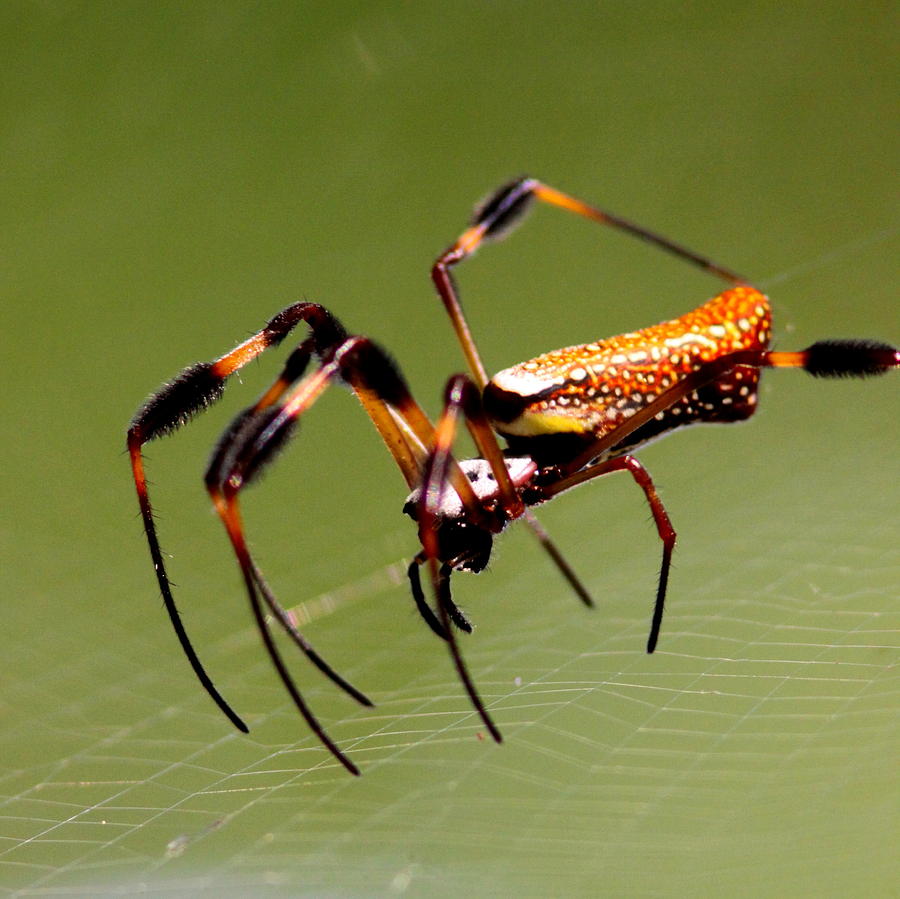 Orb Weaver - Coastal Spider Photograph