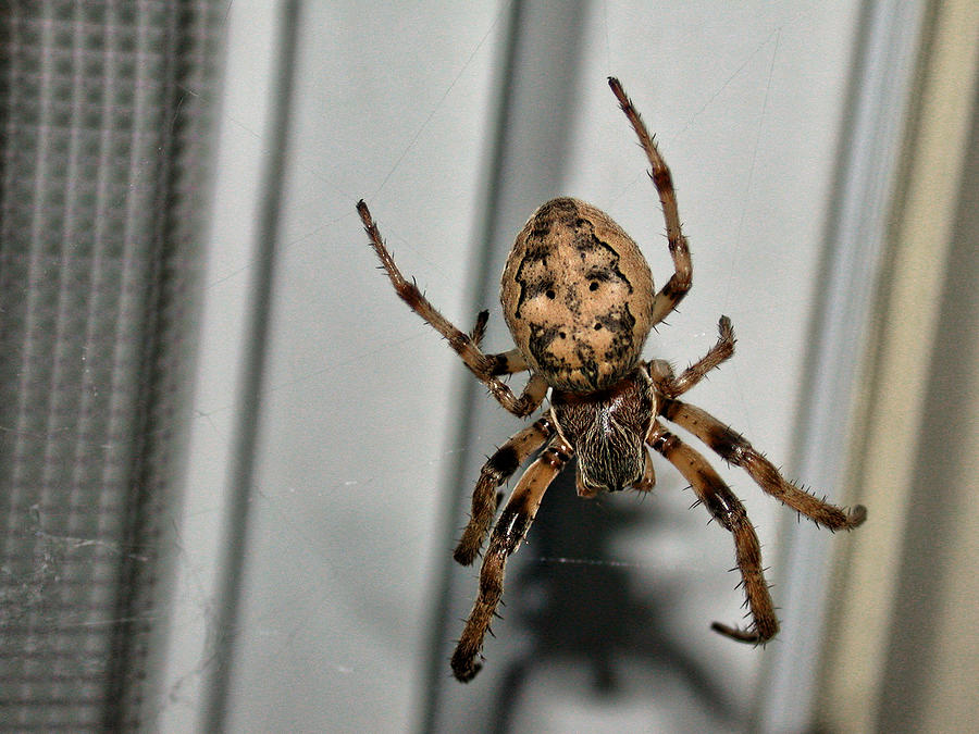 Orb Weaver Photograph by David Armstrong
