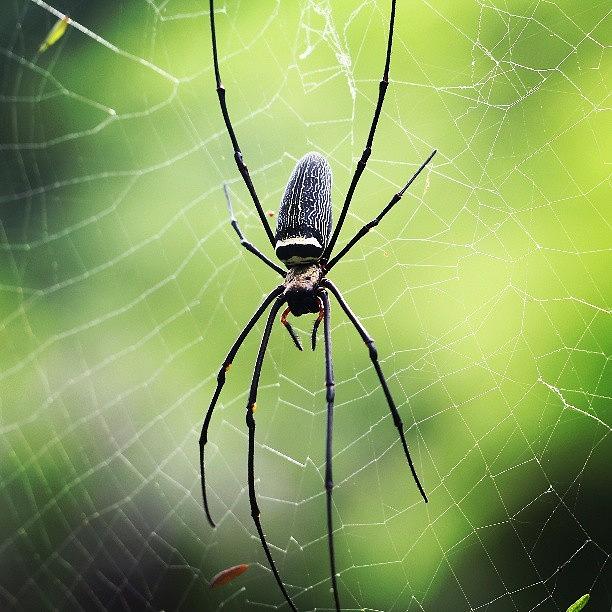 Spider Photograph - #orb #weaver #spider & Its Web by Leon Traazil