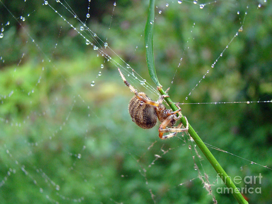 Orb Weaver Spider - Araneus Photograph by Carol Senske