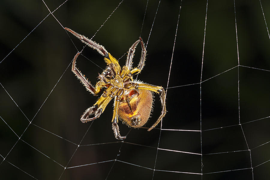 Orb-weaver Spider In Web Panguana Photograph by Konrad Wothe