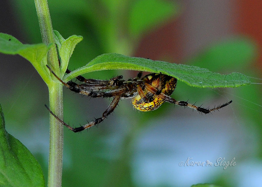 Orb Weaver Spider Photograph by Karen Slagle