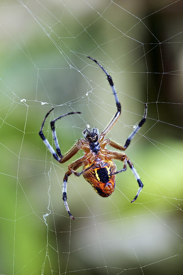 Orb-weaver Spider Panama Photograph by James Christensen