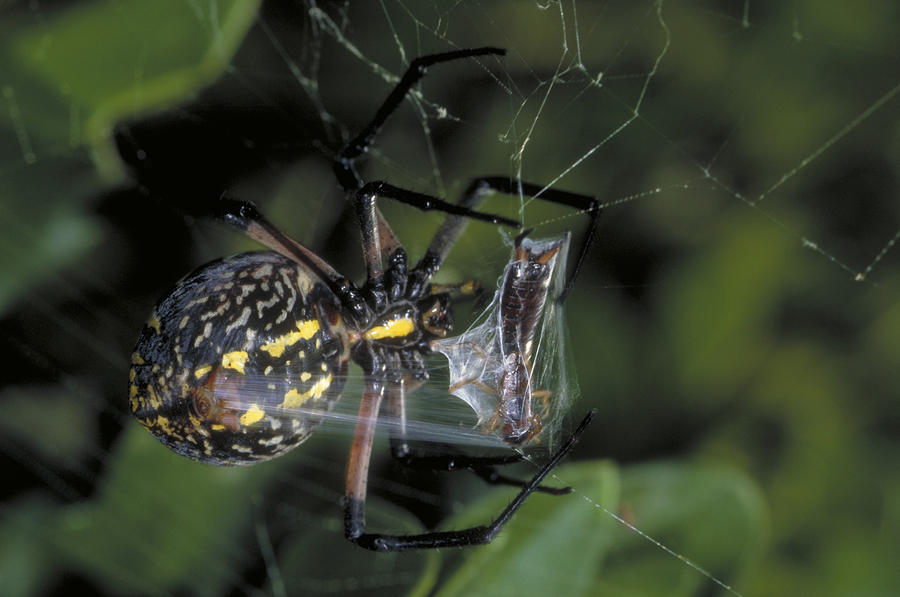 Orb Weaver Spider Photograph by Richard Hansen