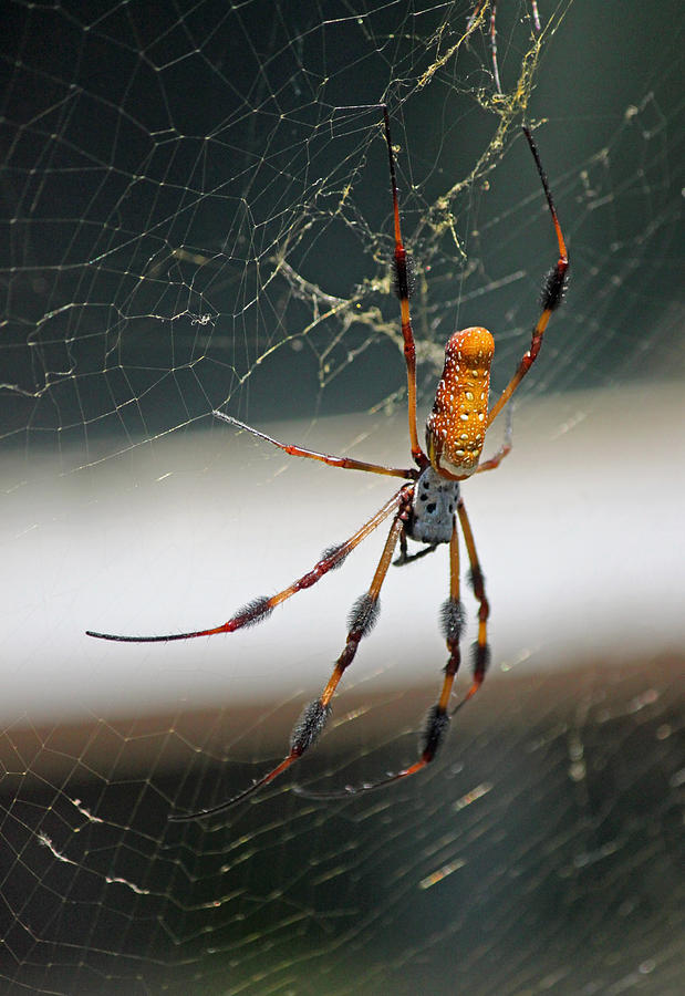 Orb Weaver Photograph by Suzanne Gaff