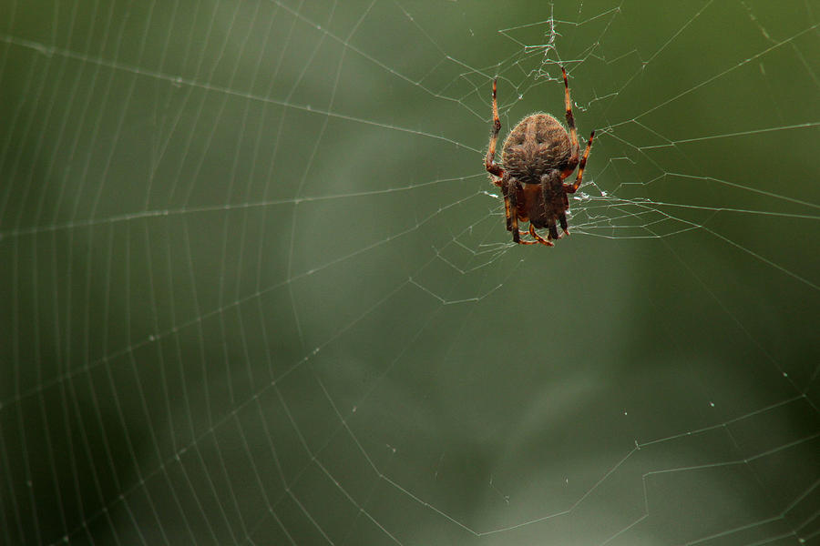 Orb weaving spider on web with green background Photograph by Adam Long