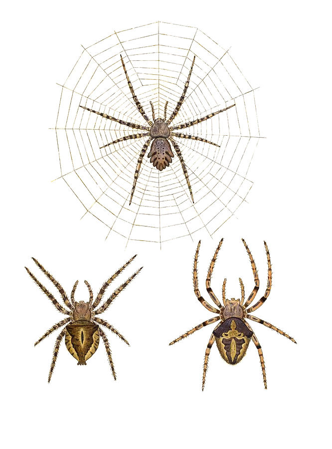 Orb Web Spiders Photograph by Biodiversity Heritage Library