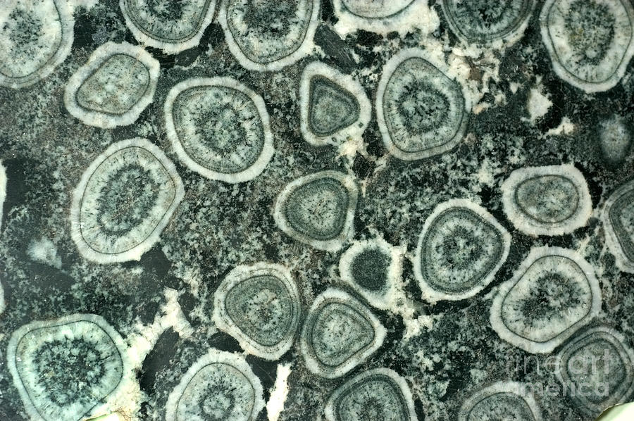 Orbicular Diorite Photograph by Scott Camazine Orbicular Diorite Photograph by Scott Camazine