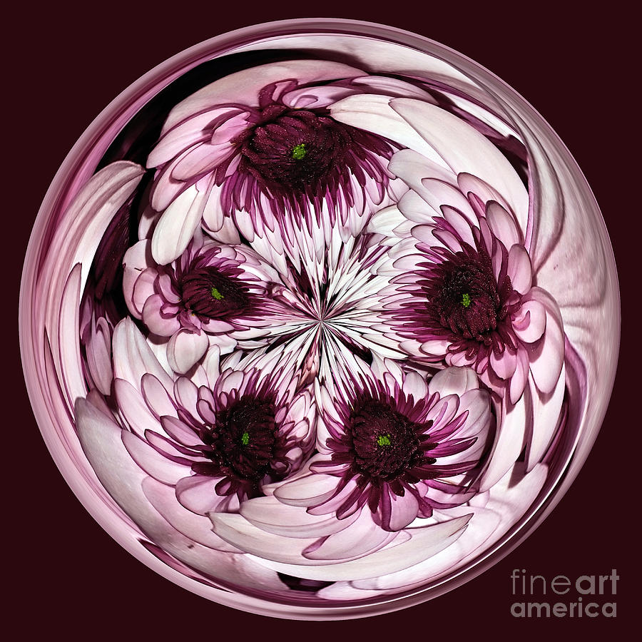 Flower Photograph - Orbital Gerberas by Kaye Menner