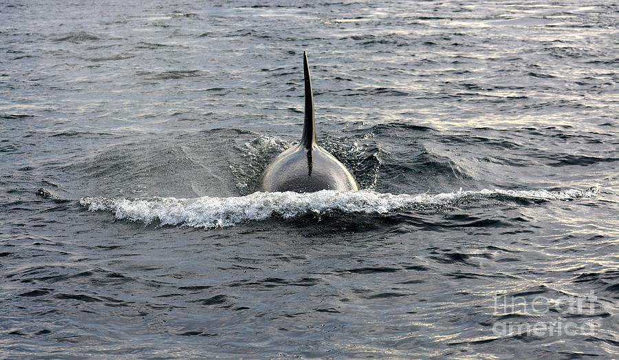 Orca Approach Photograph by Gayle Swigart