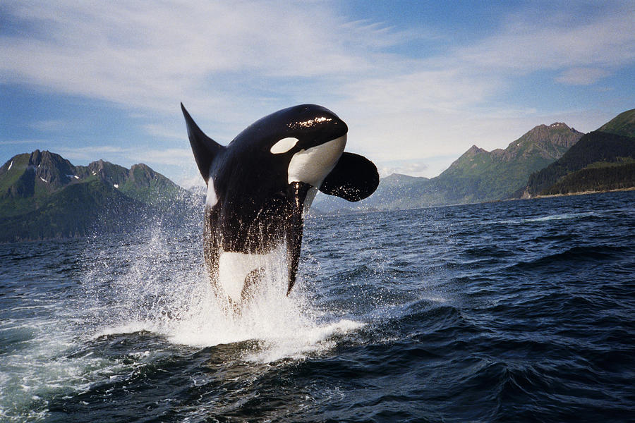 Wildlife Photograph - Orca breach by Richard Johnson