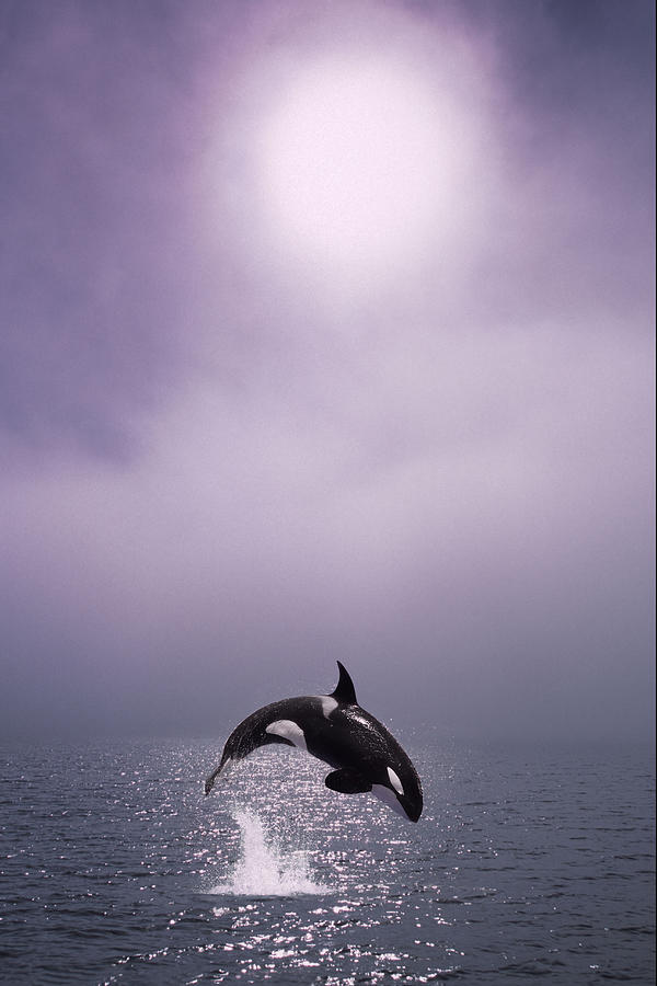 Orca Breaching In Fog Composite Alaska Photograph by John Hyde