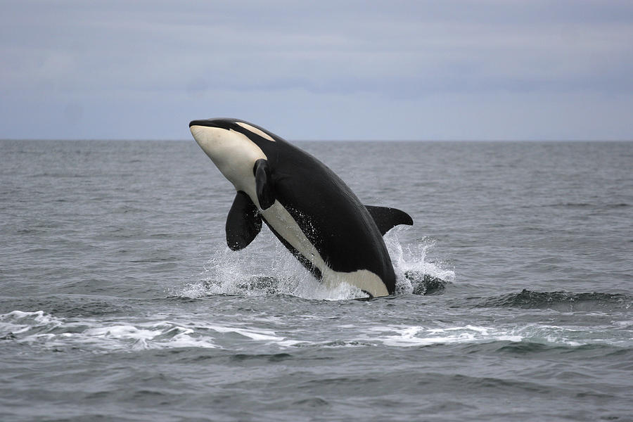 Animal Photograph - Orca Breaching Prince William Sound by Hiroya Minakuchi