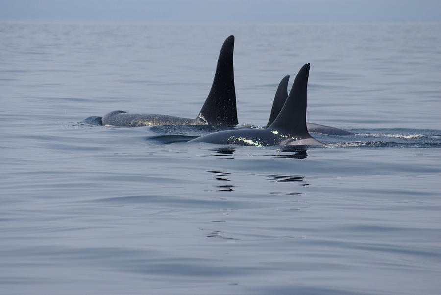 Orca Family Photograph by Marilyn Wilson