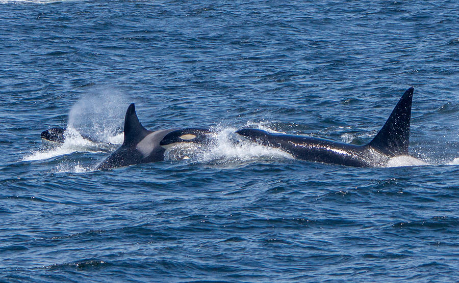 Orca Family Monterey Bay Photograph by Randy Straka | Fine Art America