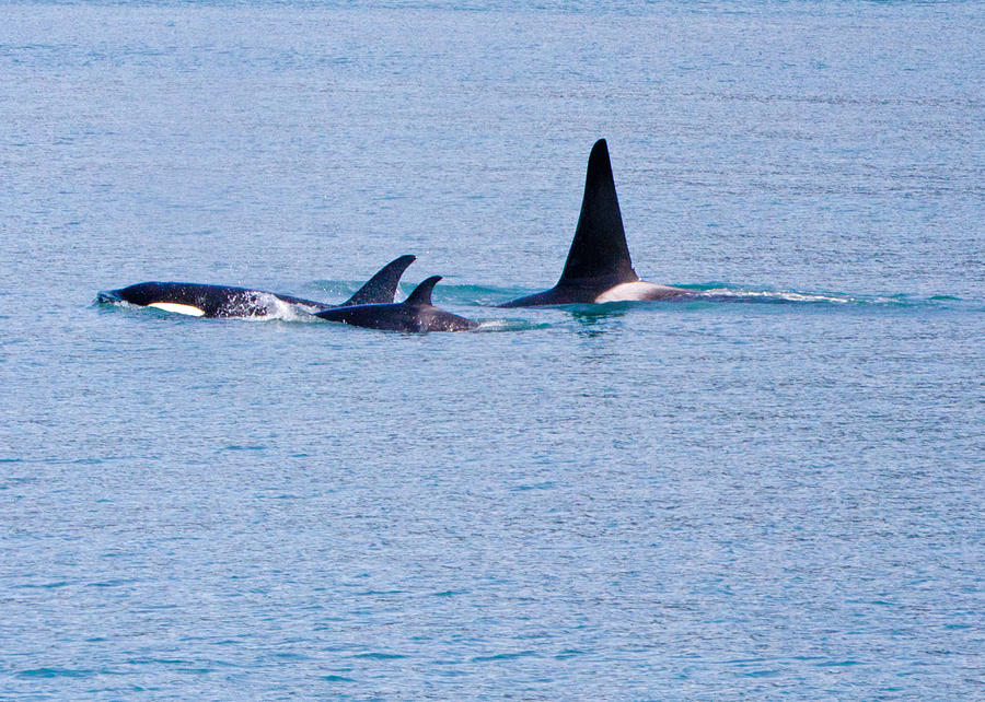 Orca Family Photograph by Naomi Wittlin