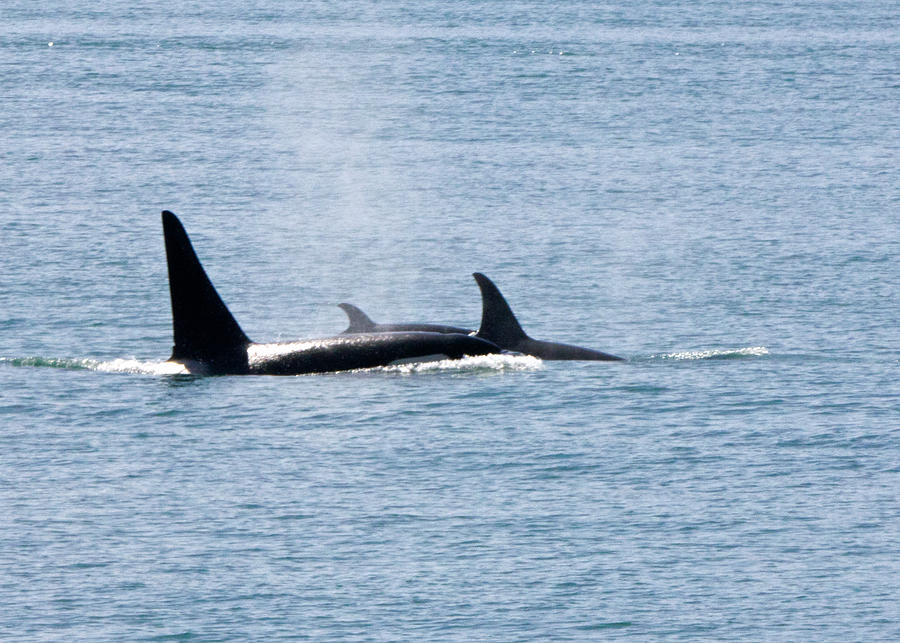 Orca Family2 Photograph by Naomi Wittlin